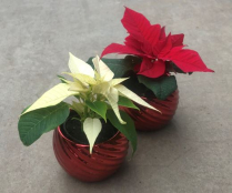 2" POINSETTIA, IN CERAMIC BALL, ASSORTED