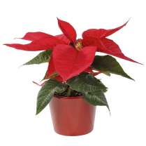 2" POINSETTIA, SINGLE STEM, ASSORTED
