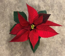 2" POINSETTIA, RED