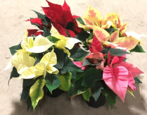 4" POINSETTIA, PINCHED, ASSORTED