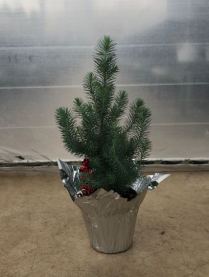 6" STONE PINE, DECORATED, PC (NO EXPORT)