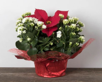 7" KALSETTIA, KALANCHOE/ POINS, P/C