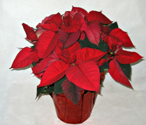 8" POINSETTIA, RED, POT COVER
