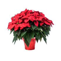 10" POINSETTIA, RED, POT COVER
