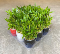 LUCKY BAMBOO 3 TIER, PAGODA