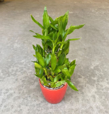 LUCKY BAMBOO 3 TIER, PAGODA