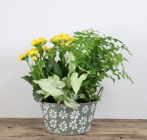 7" PLANTER, EMBOSSED DAISY