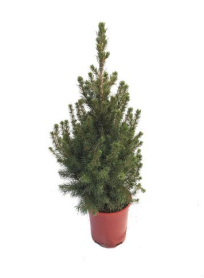2" PICEA, ALBERTA SPRUCE