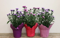 4" ASTER, ASSORTED