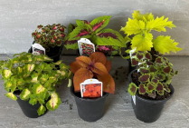 4" COLEUS, ASSORTED