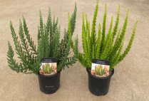4" HEATHER, GREEN, ASSORTED