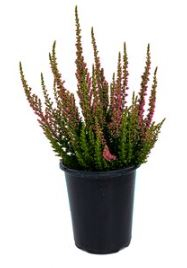 4" HEATHER, ERICA, ASSORTED