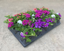 4" VERBENA, ASSORTED