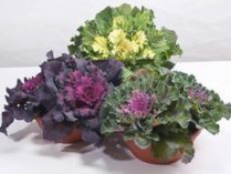 4" KALE, ORNAMENTAL, ASSORTED