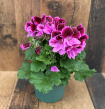 4" PELARGONIUM, MARTHA WASHINGTON