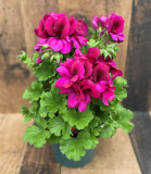 4" PELARGONIUM, MARTHA WASHINGTON