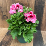 4" PELARGONIUM, MARTHA WASHINGTON