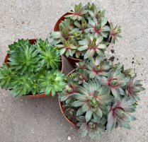 4" SEMPERVIVUM, HENS AND CHICKS