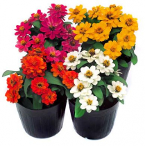 4" ZINNIA, PROFUSION, ASSORTED