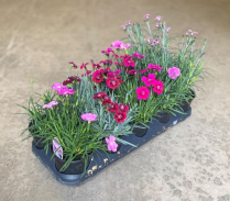 4.5" DIANTHUS, ASSORTED