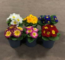 4.5" PRIMULA, HETHOR