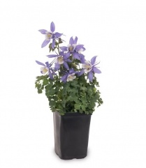 5.5" AQUILEGIA, ASSORTED