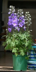 5.5" DELPHINIUM, HYBRID, ASSORTED