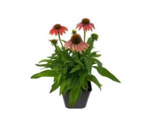 5.5" ECHINACEA, ASSORTED