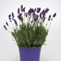 5.5" LAVENDER, LAVANCE