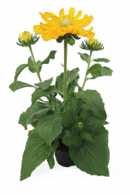 5.5" RUDBECKIA