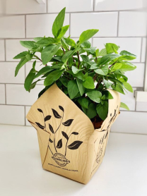 5.5" HERB, BASIL, THAI (1 FLAT MAX)