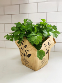 5.5" HERB, CILANTRO