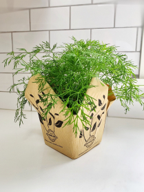 5.5" HERB, DILL