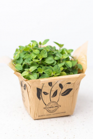 5.5" HERB, OREGANO, ASSORTED