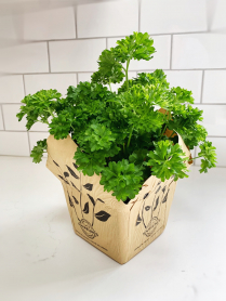 5.5" HERB, PARSLEY