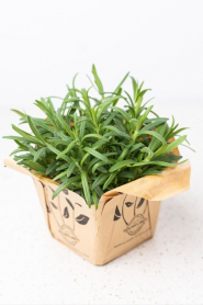 5.5" HERB, ROSEMARY (1 FLAT MAX)