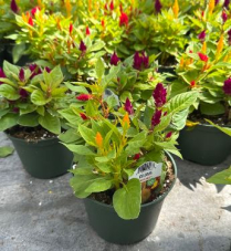 6" CELOSIA PLUMOSA, ASSORTED