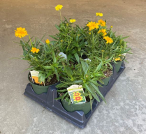 6" COREOPSIS, ASSORTED