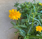6" COREOPSIS, ASSORTED