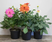 6" DAHLIA, ASSORTED