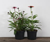 6" ECHINACEA, ASSORTED