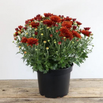 6" GARDEN MUM, ASSORTED
