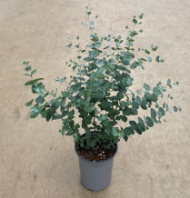6" EUCALYPTUS