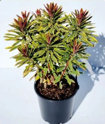 1 GALL EUPHORBIA, ASSORTED