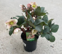 6" HELLEBORUS MERLIN, PINK