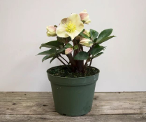 6" HELLEBORUS, WHITE, POT COVER