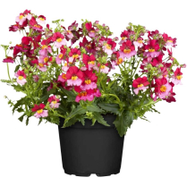 6" NEMESIA, ASSORTED