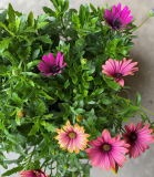 6" OSTEOSPERMUM, ASSORTED