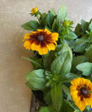 6" RUDBECKIA, ASSORTED