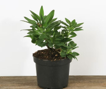 1 GAL ALSTROEMERIA